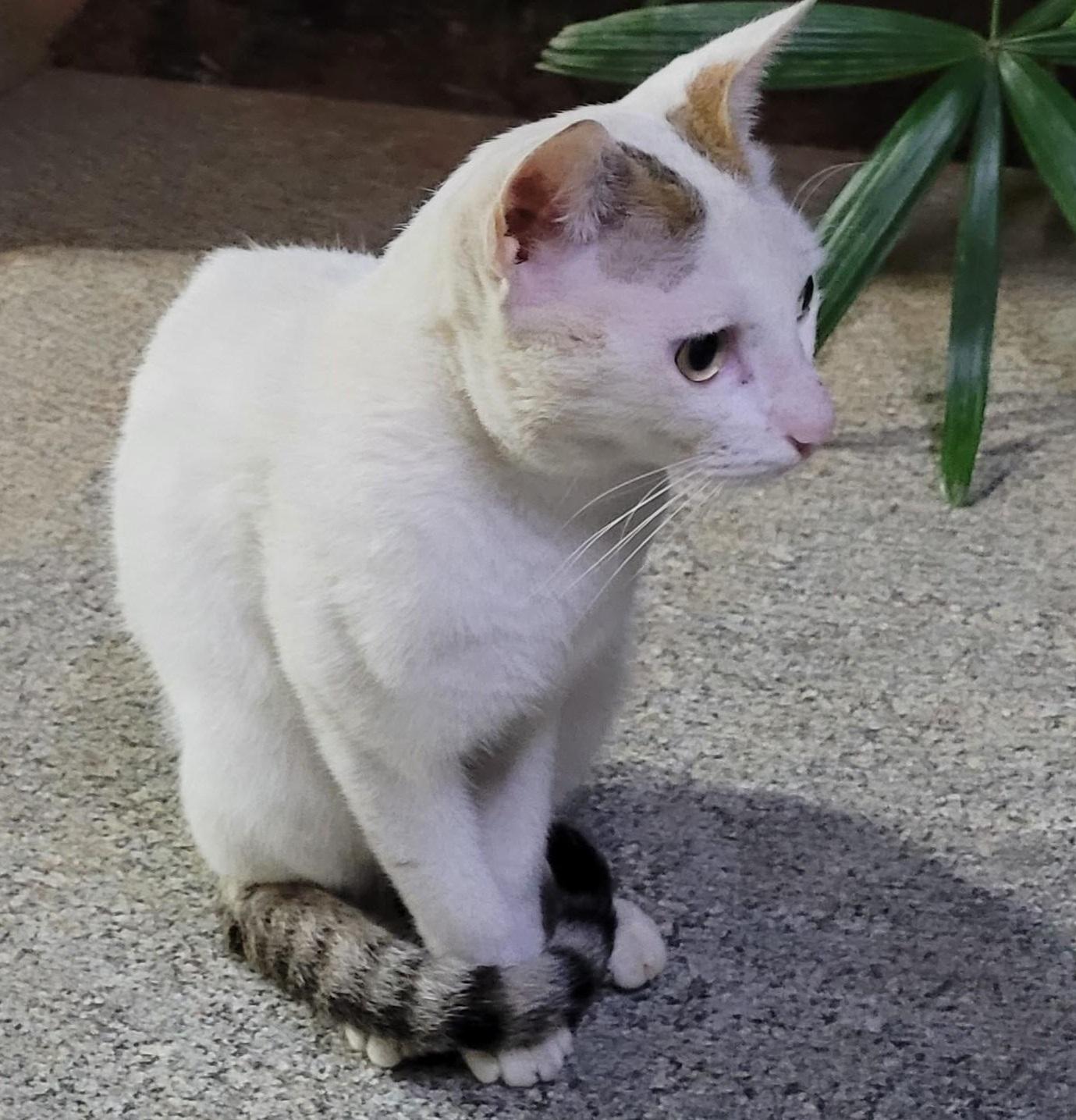 Catto