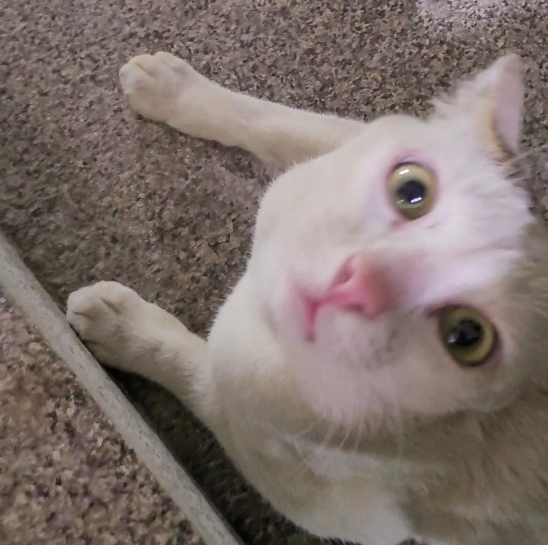 Catto