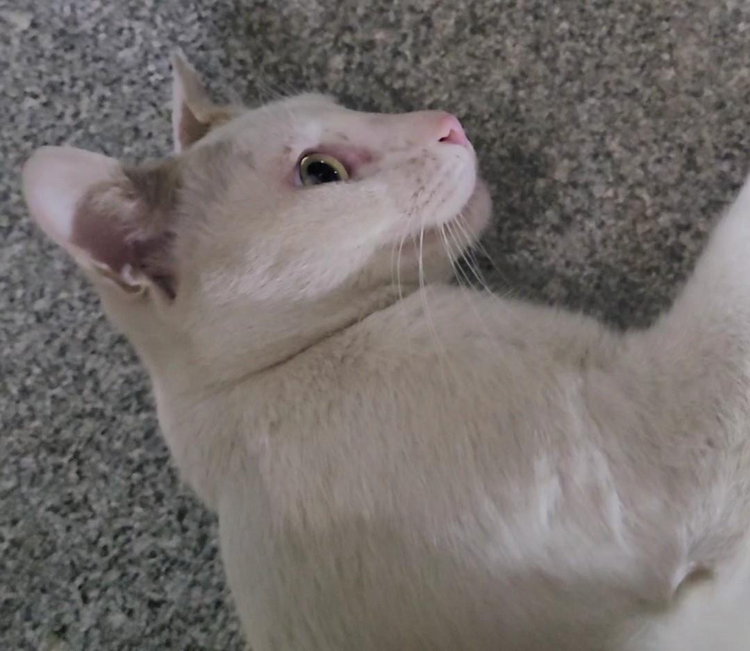 Catto