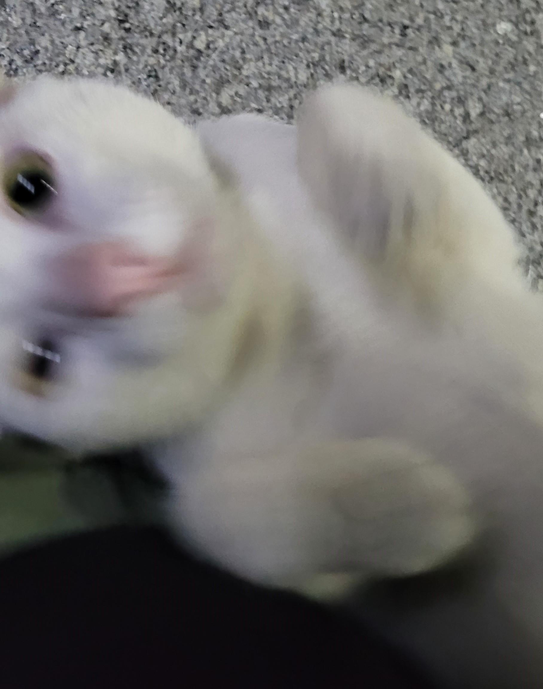 Catto