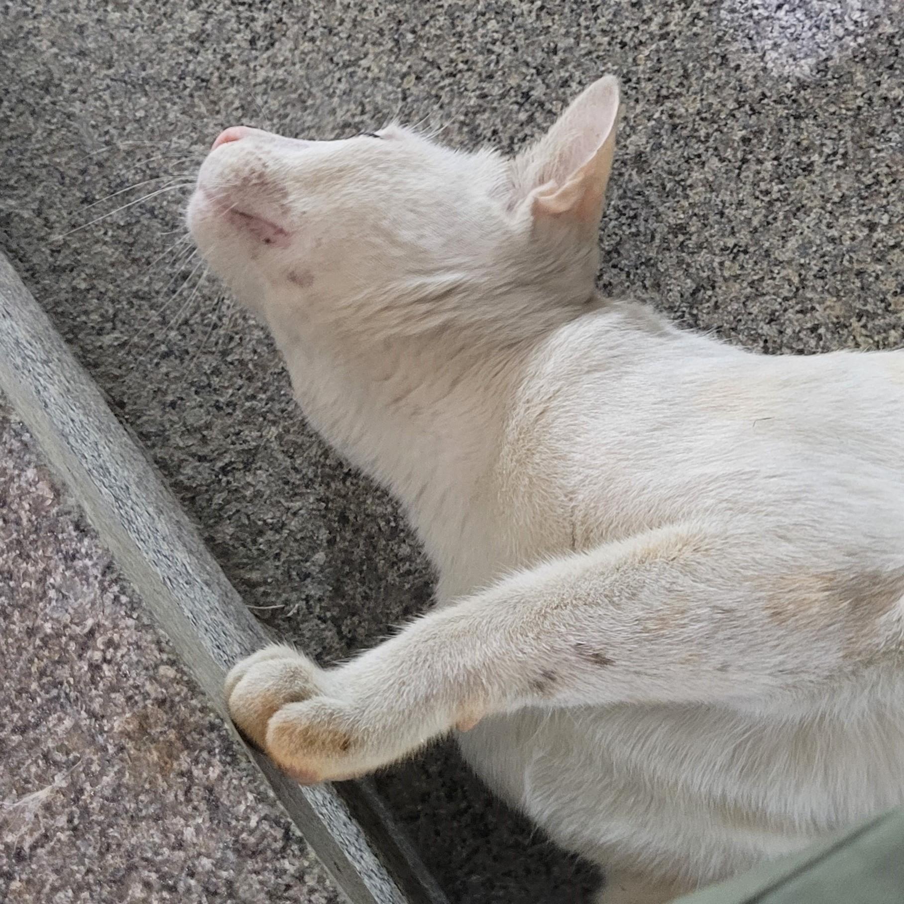 Catto